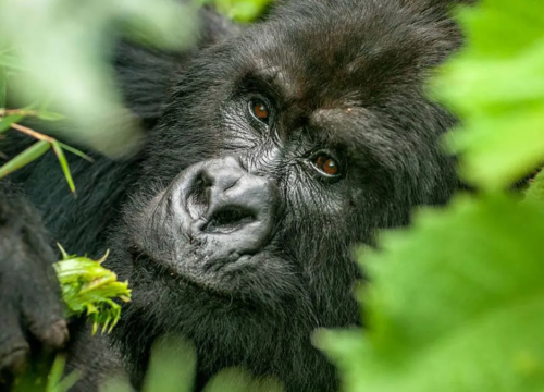 5 Days Rwanda Gorilla Safari
