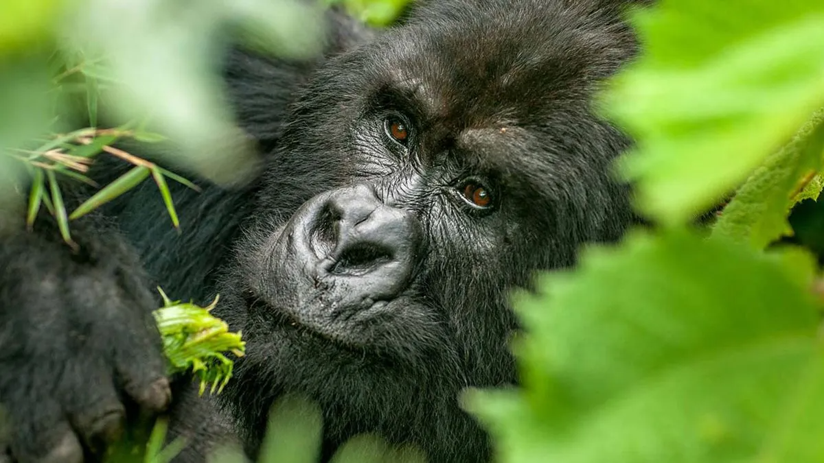 5 Days Rwanda Gorilla Safari
